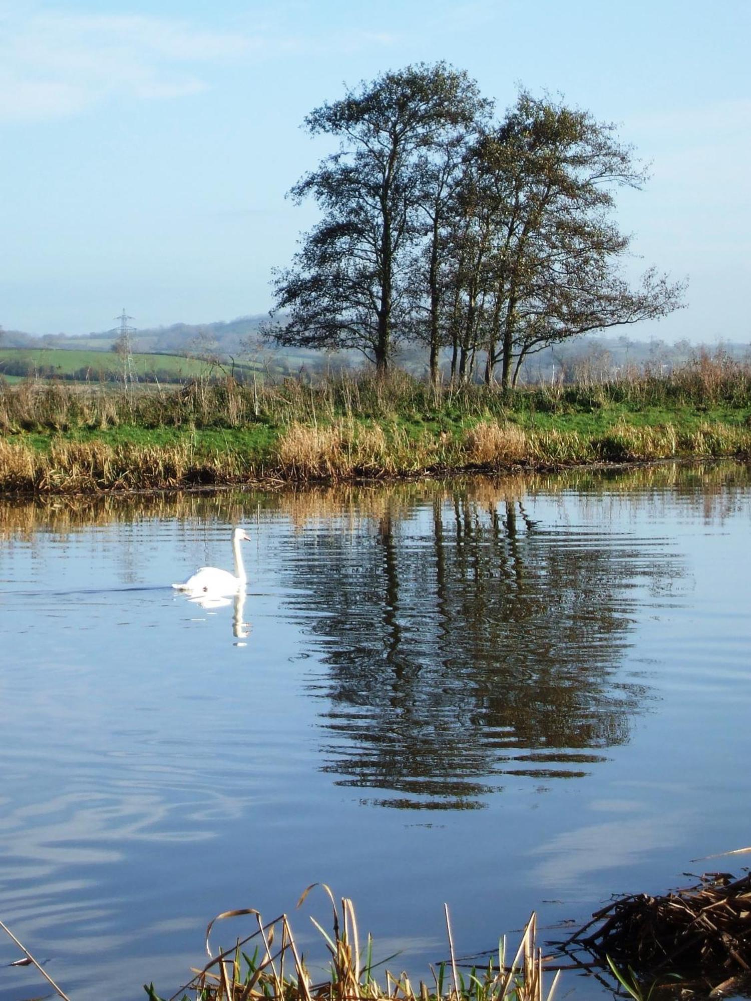 The Bower Inn ブリッジウォーター エクステリア 写真 Swans on the River Wye